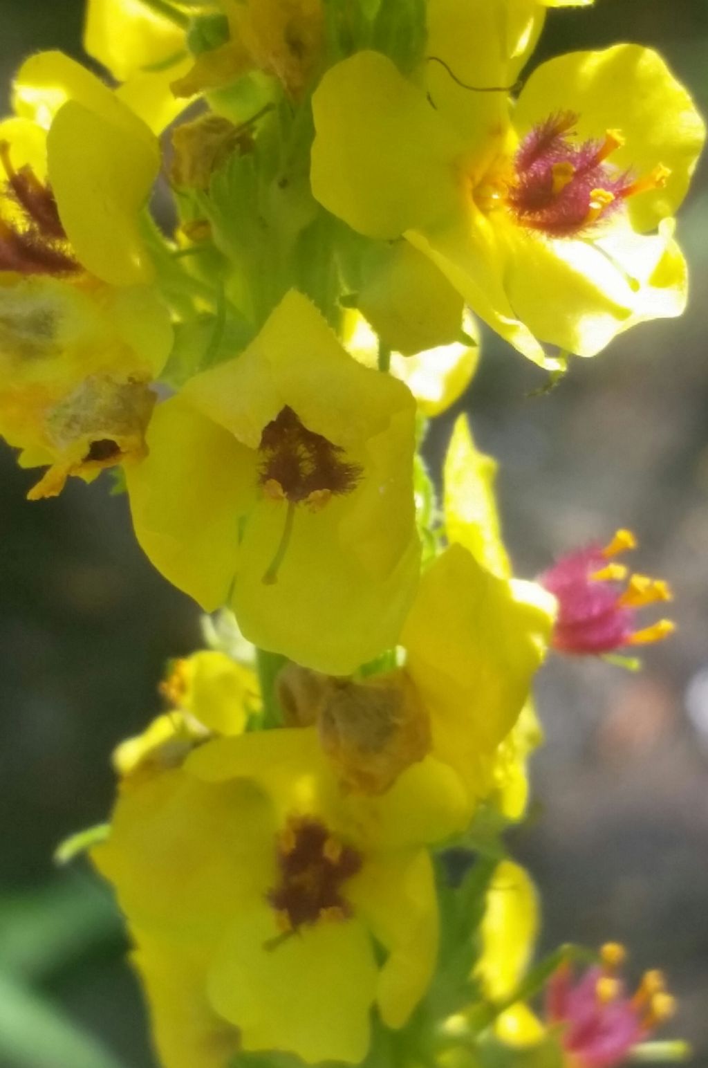 Verbascum nigrum?